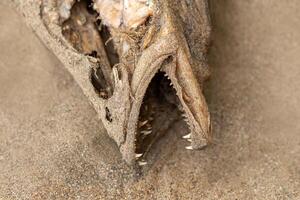 fish remains on dry sand, close-up photo