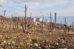 dry winter pruned vines in the vineyard against the backdrop of coastal town photo