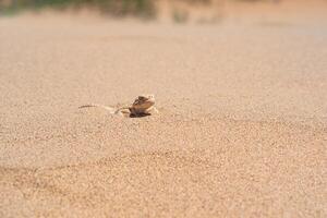 toadhead agama lizard quickly dug into the sand vibrating with its whole body photo