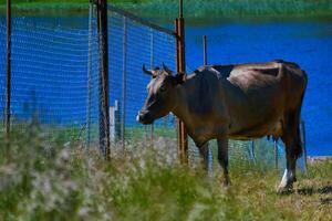 cow stands sadly near the fence of the pasture photo