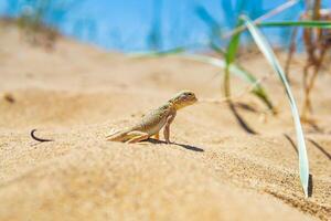 lizard toad-headed agama among the dry grass in the dunes photo