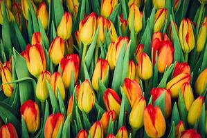 floral background - yellow red tulips photo