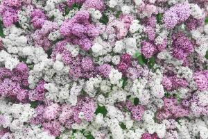 natural antecedentes de blanco, púrpura y rosado floreciente lilas foto