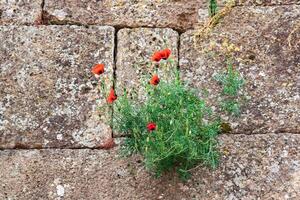 wall of an old castle with poppy flowers growing in the cracks of the masonry photo