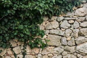 fragment of an ancient wall partially hidden by green ivy photo