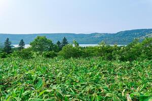 natural landscape of Kunashir island, view of the Golovnin volcano caldera with hot lake thickets of sasa bamboo and dwarf threes photo