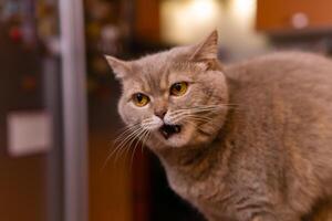 escocés Derecho gato maullidos con un disgustado expresión en su cara foto