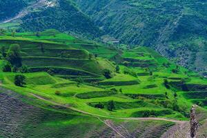 mountain landscape with green agricultural terraces on the slopes photo