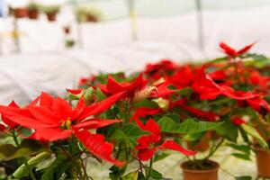 pots with red indoor flowers poinsettia photo