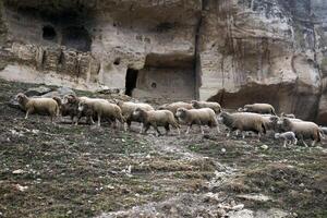 bandadas de oveja vagar en un ladera debajo el paredes de el abandonado cueva pueblo foto