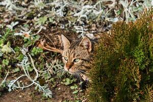 cat hunts in the garden, hiding behind a decorative thuja photo