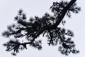 silhouette of a pine branch against a light cloudy sky photo