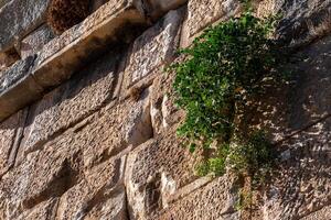 vegetation on the ruins of the amphitheater walls in the ancient city of Myra, Turkey photo