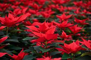 blooming poinsettia, red leaves of christmas flower close up photo