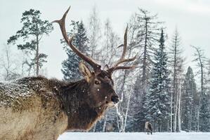 Maral male in a winter forest glade amid his herd photo