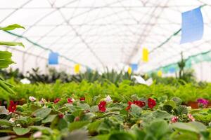 blurred interior of an industrial greenhouse with flowers photo