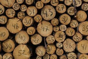 ends of felled trees in felling with a handwritten diameter on each photo