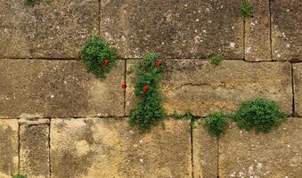 wall of an old castle with poppy flowers growing in the cracks of the masonry photo