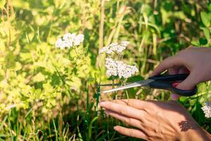 hands of a woman herbalist cut off the yarrow inflorescences with scissors close-up on a blurred natural background photo