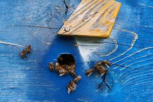 honey bees at the entrance of a painted wooden hive photo