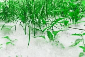 cottonwood fluff lies in a thick layer among the grass close-up photo