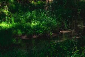 small shady forest river with grassy banks and sun glare photo