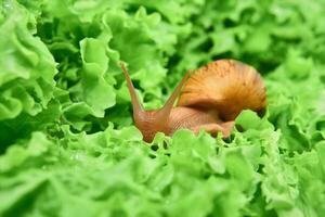 big snail among green leaves of lettuce photo