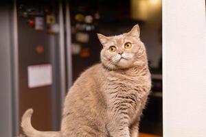 escocés Derecho gato se sienta en un antecedentes de borroso cocina interior foto