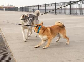 two dogs met for a walk photo