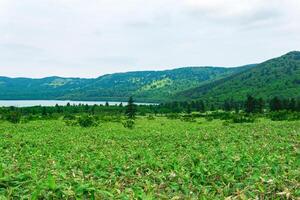 natural landscape of Kunashir island, view of the Golovnin volcano caldera with hot lake and thickets of sasa bamboo on a foreground photo