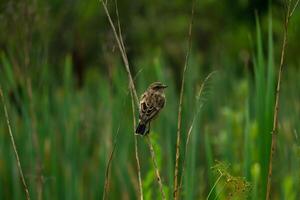 bird whinchat sits on a stem of a plant on a blurred natural background photo