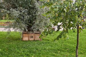 plywood storage box for gardening tools under the tree in the park photo