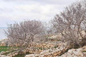 ruins of the ancient Greek city of Chersonesos on the seashore, overgrown with trees photo