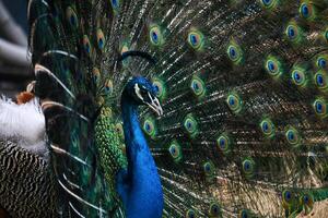 portrait of a peacock on the background of his own tail photo