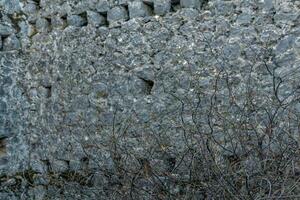 spring buds on dry bush branches against the background of the fortress wall in the ruins of the castle photo