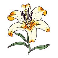 Lilies illustrations isolated vector