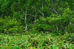 wooded landscape of Kunashir island, monsoon coastal forest with curved birches and bamboo thickets photo