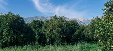 orange plantation in the background of mountains photo