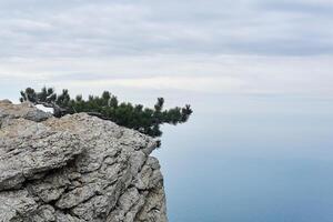 mountain pine hides from the wind on a sheer cliff above the sea photo