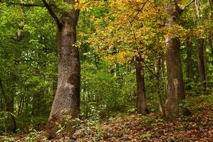 deciduous forest with old trees in early autumn photo