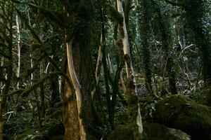 withered boxwood forest due to box tree moth infestation in Caucasus, Russia photo