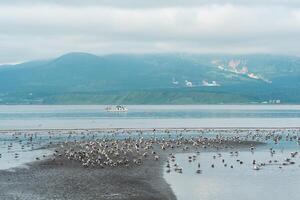 seagulls on the shallows at low tide against the backdrop of a sea bay with a foggy volcano in the distance, a landscape near the town of Yuzhno-Kurilsk on the island of Kunashir photo