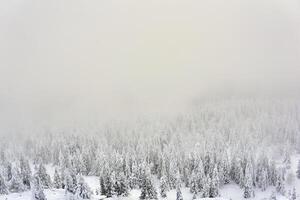 invierno montaña paisaje - Nevado bosque en un escarchado calina foto