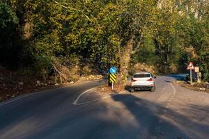 tree in the middle of the road was preserved when the highway was built photo