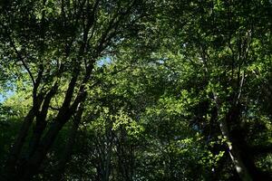 árbol coronas con verde follaje - un Mira desde el fondo arriba en un haya arboleda foto