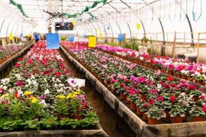 blurred interior of an industrial greenhouse with flowers photo