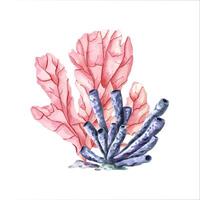Two corals. Pink and blue polyps. Coral Set. Hand drawn watercolor bundle with tropical underwater animals. Polyps. Colorful illustration for clipart, aquarium design vector