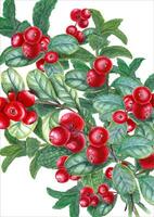 Bouquet with mint sprigs and lingonberries. Peppermint, forest ripe berries. Fragrant greens and juicy red cranberry. Watercolor illustration. For card design, print, package. vector