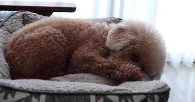 A taking rest of dog in the living room handheld video