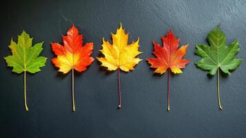 AI generated Autumn Maple leaf transition and variation concept for fall and change of season photo